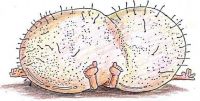 COGLIONI PIENI DA MUNGERE?