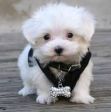 MALTESINO TOY